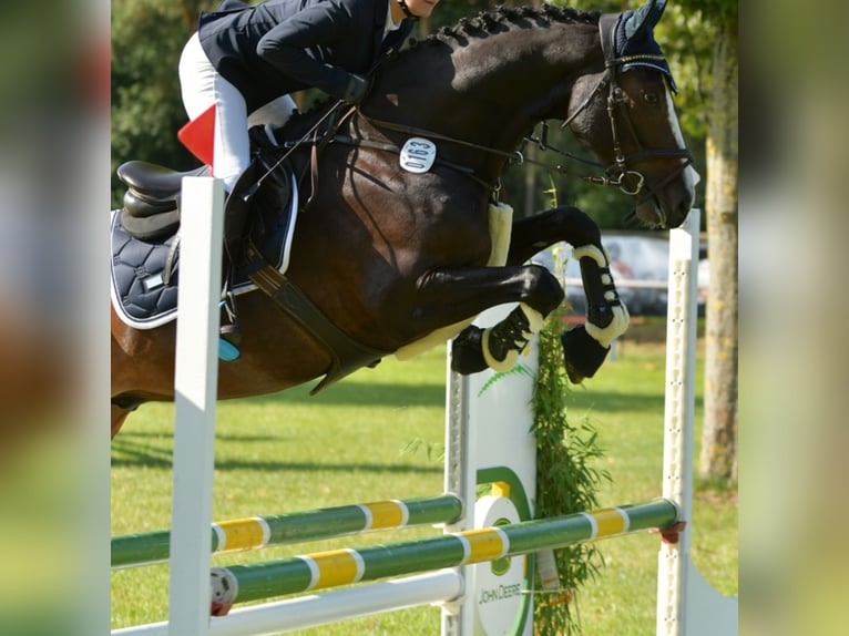 Oldenburger Springpferd Wallach 7 Jahre 170 cm Rappe in Munster