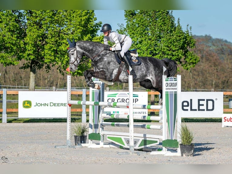 Oldenburger Springpferd Wallach 7 Jahre 170 cm Schimmel in Ptyrov