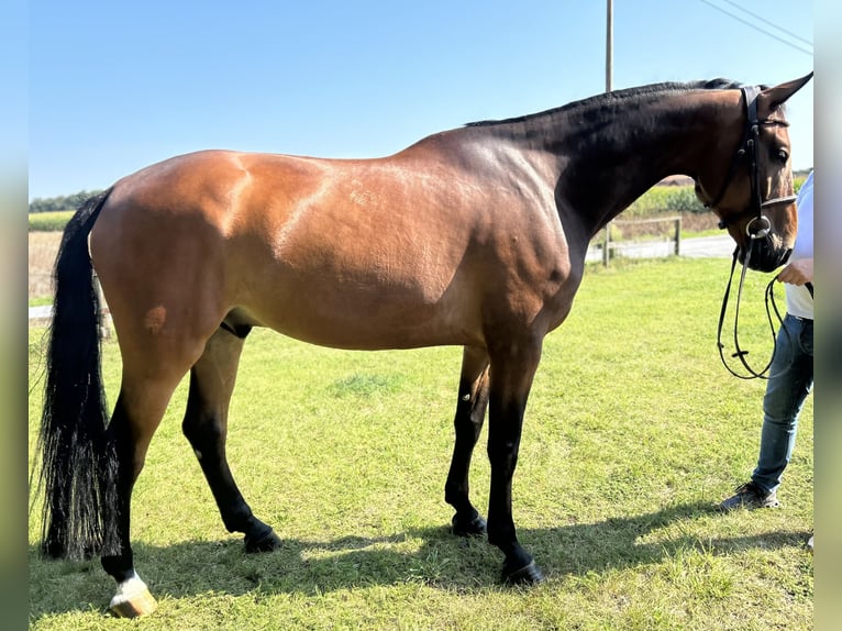 Oldenburger Springpferd Wallach 7 Jahre 171 cm Brauner in Versmold