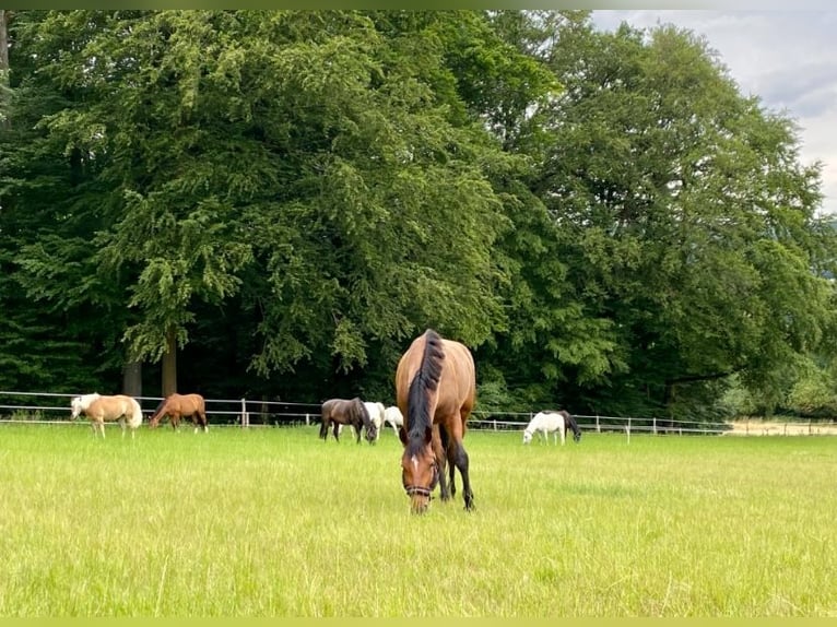 Oldenburger Springpferd Wallach 7 Jahre 172 cm Brauner in Bad Orb