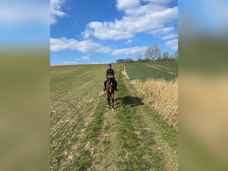 Oldenburger Springpferd Wallach 7 Jahre 172 cm Brauner in Bad Orb