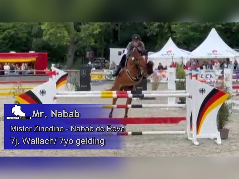 Oldenburger Springpferd Wallach 7 Jahre 172 cm Brauner in Lenzen (Elbe)