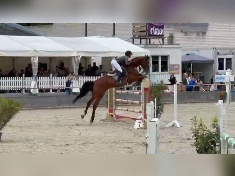 Oldenburger Springpferd Wallach 7 Jahre 172 cm Brauner in Lenzen (Elbe)