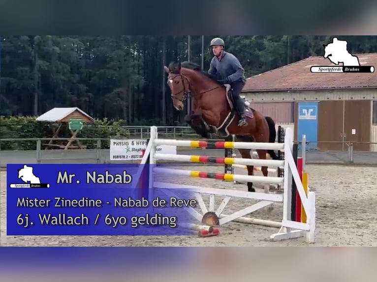 Oldenburger Springpferd Wallach 7 Jahre 172 cm Brauner in Gadow