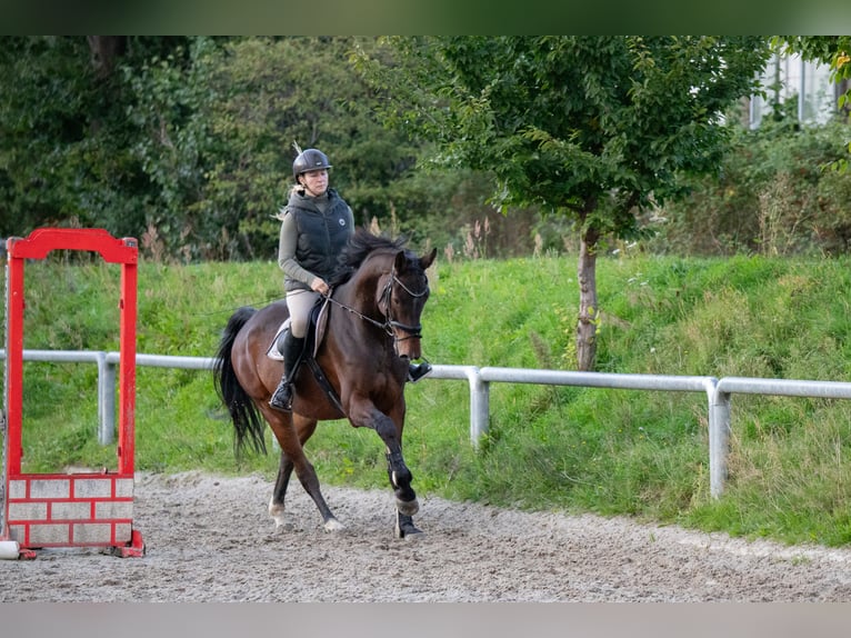 Oldenburger Springpferd Wallach 7 Jahre 172 cm Brauner in Ottendorf-Okrilla