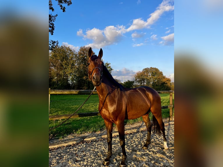 Oldenburger Springpferd Wallach 7 Jahre 172 cm Brauner in Sendenhorst