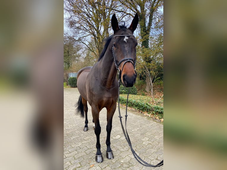 Oldenburger Springpferd Wallach 7 Jahre 172 cm Dunkelbrauner in L&#xF6;ningen