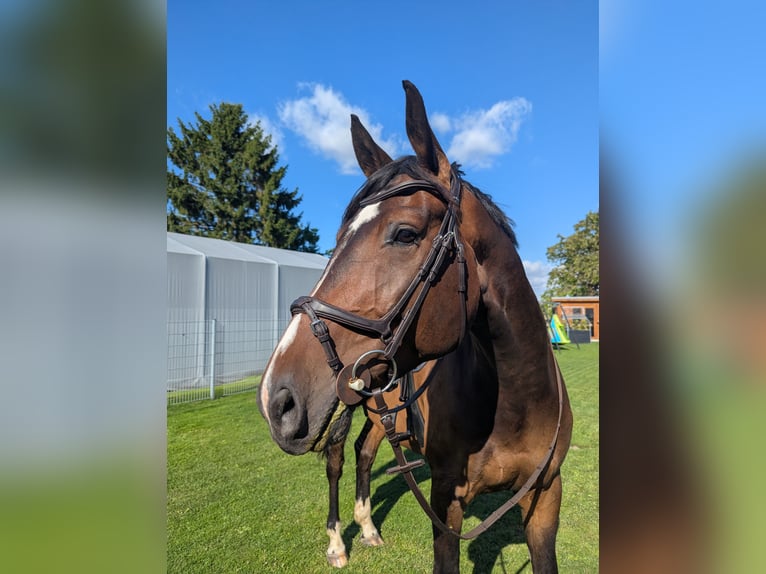 Oldenburger Springpferd Wallach 7 Jahre 173 cm Brauner in Mühlen Eichsen