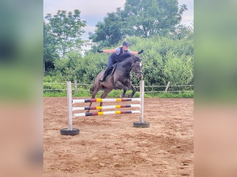Oldenburger Springpferd Wallach 7 Jahre 173 cm Brauner in Mühlen Eichsen