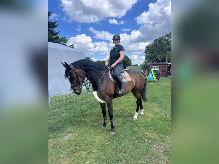Oldenburger Springpferd Wallach 7 Jahre 173 cm Brauner in Mühlen Eichsen