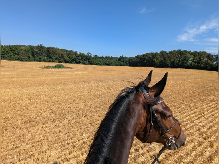 Oldenburger Springpferd Wallach 7 Jahre 173 cm Brauner in Mühlen Eichsen