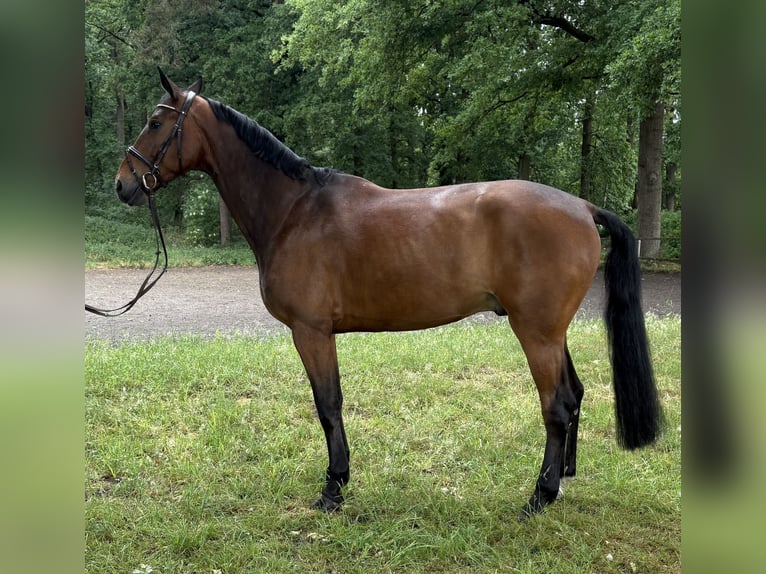 Oldenburger Springpferd Wallach 7 Jahre 173 cm Brauner in Versmold