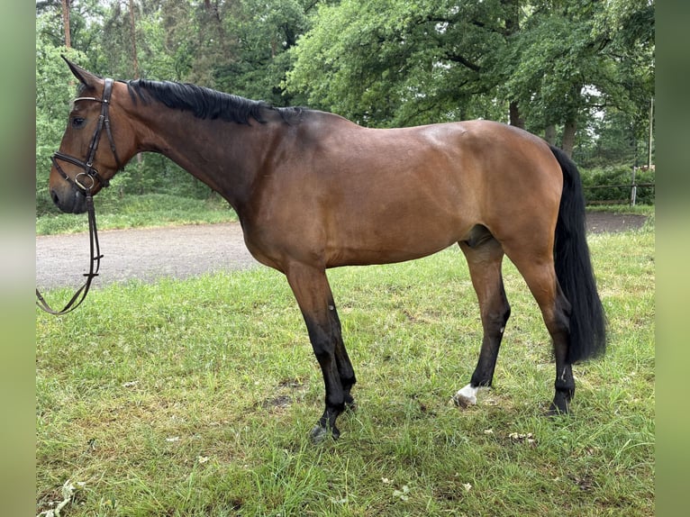 Oldenburger Springpferd Wallach 7 Jahre 173 cm Brauner in Versmold