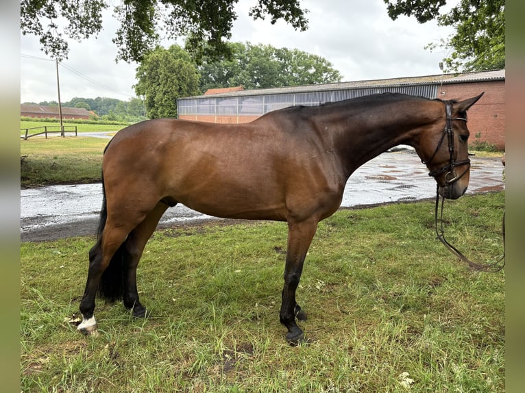 Oldenburger Springpferd Wallach 7 Jahre 173 cm Brauner in Versmold