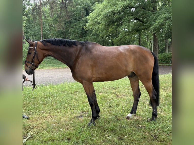 Oldenburger Springpferd Wallach 7 Jahre 173 cm Brauner in Versmold