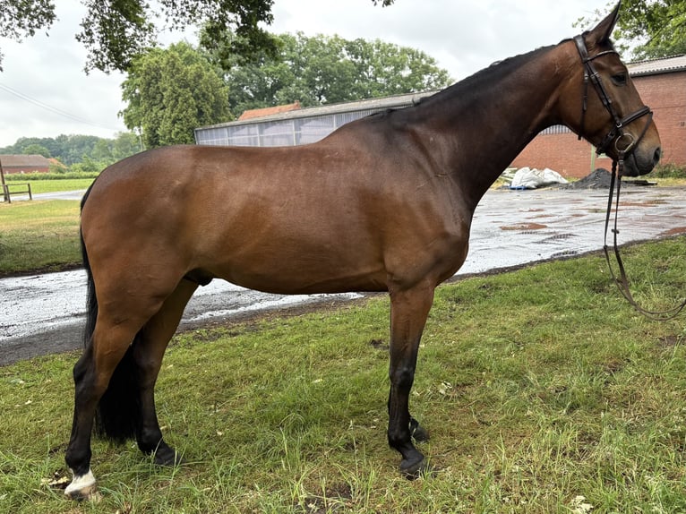 Oldenburger Springpferd Wallach 7 Jahre 173 cm Brauner in Versmold