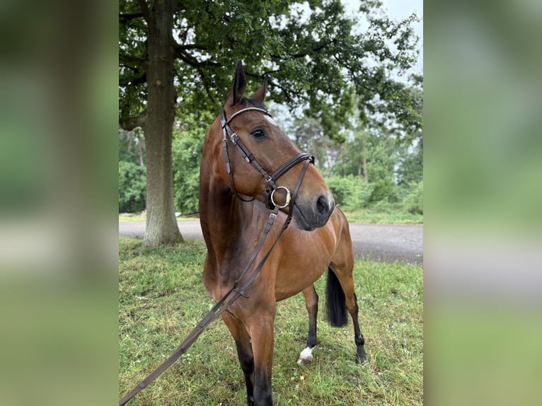 Oldenburger Springpferd Wallach 7 Jahre 173 cm Brauner in Versmold