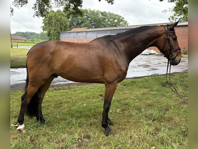 Oldenburger Springpferd Wallach 7 Jahre 173 cm Brauner in Versmold