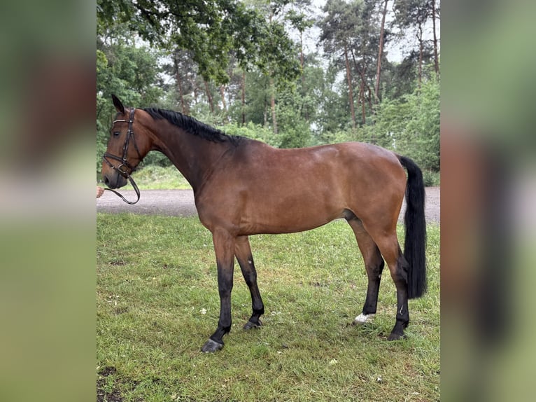 Oldenburger Springpferd Wallach 7 Jahre 173 cm Brauner in Versmold