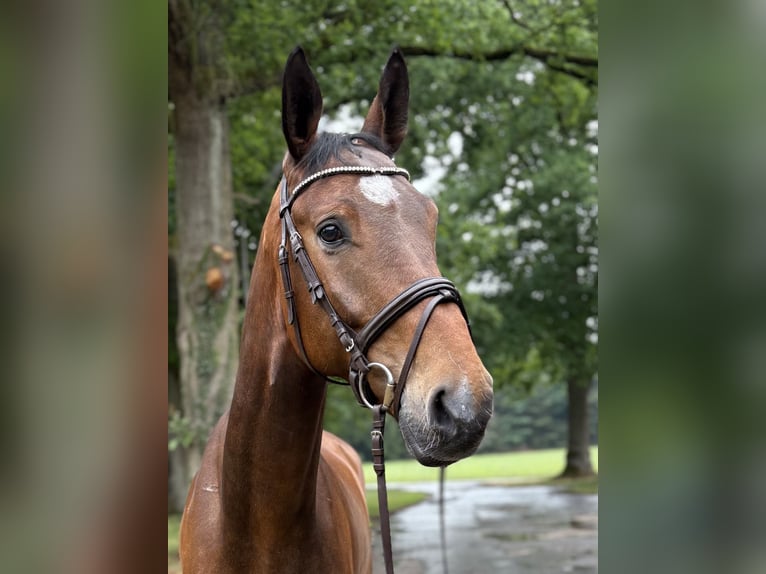 Oldenburger Springpferd Wallach 7 Jahre 173 cm Brauner in Versmold