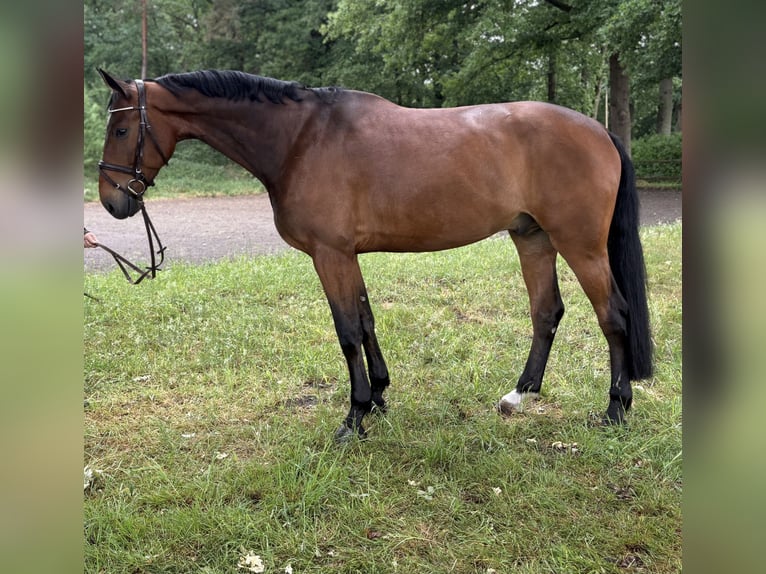 Oldenburger Springpferd Wallach 7 Jahre 173 cm Brauner in Versmold