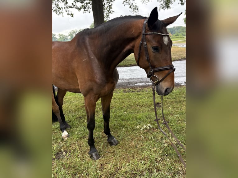 Oldenburger Springpferd Wallach 7 Jahre 173 cm Brauner in Versmold