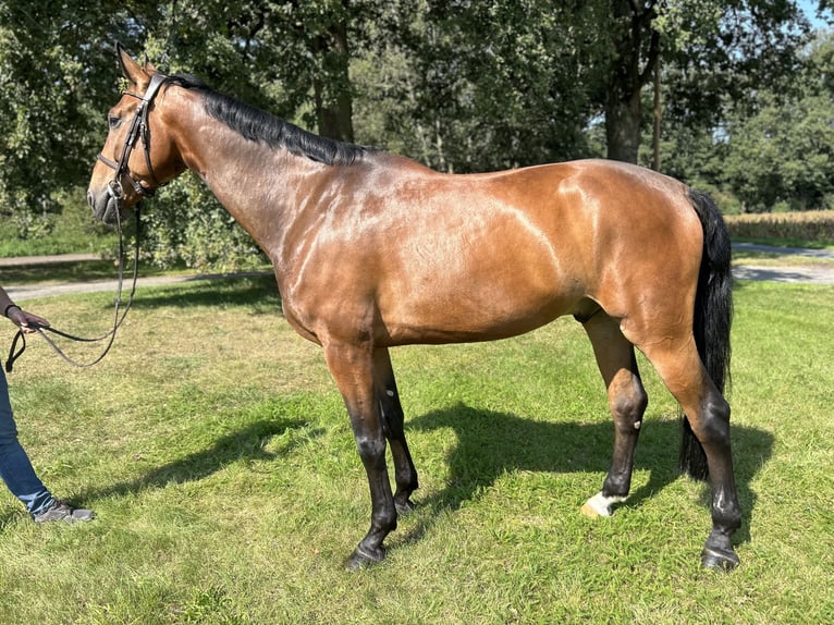 Oldenburger Springpferd Wallach 7 Jahre 173 cm Brauner in Versmold