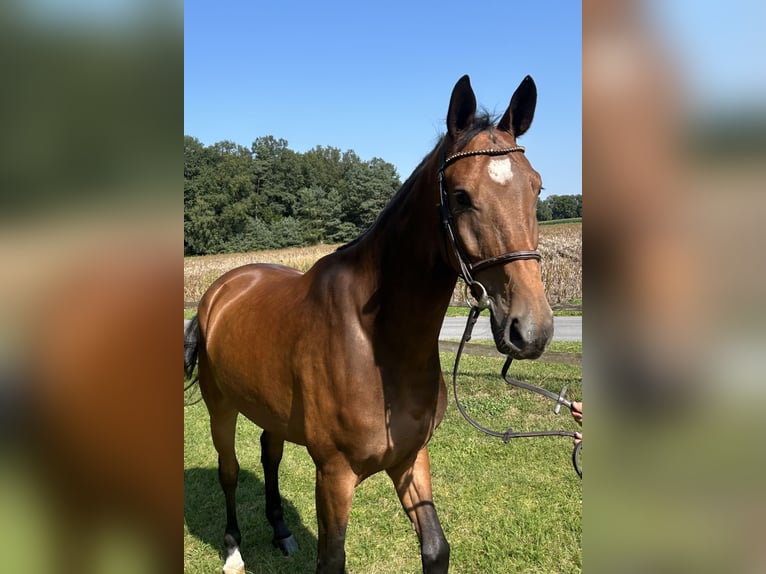 Oldenburger Springpferd Wallach 7 Jahre 173 cm Brauner in Versmold