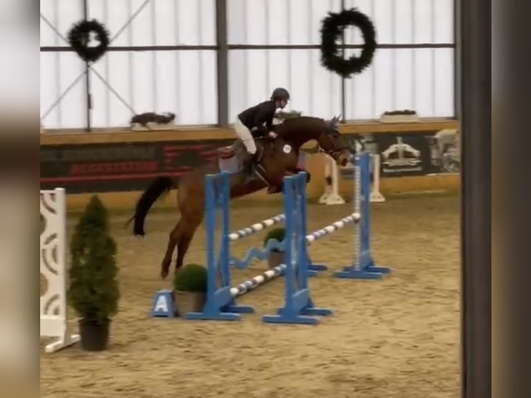 Oldenburger Springpferd Wallach 7 Jahre 173 cm Brauner in Versmold