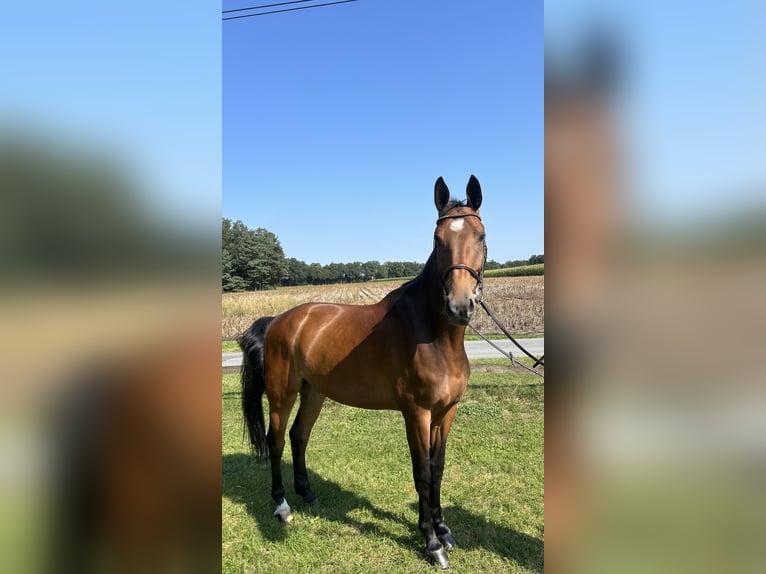 Oldenburger Springpferd Wallach 7 Jahre 173 cm Brauner in Versmold