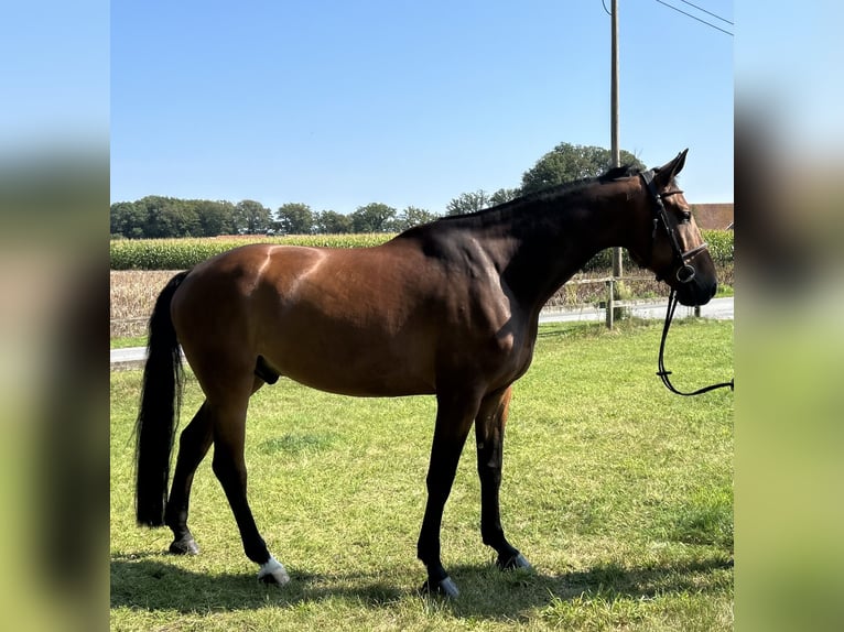 Oldenburger Springpferd Wallach 7 Jahre 173 cm Brauner in Versmold