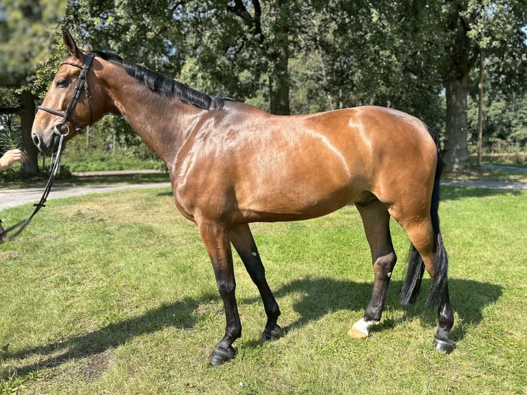 Oldenburger Springpferd Wallach 7 Jahre 173 cm Brauner in Versmold