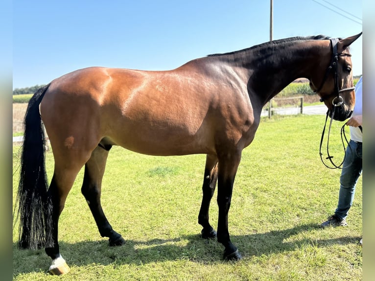 Oldenburger Springpferd Wallach 7 Jahre 173 cm Brauner in Versmold