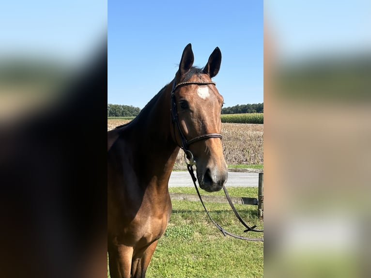 Oldenburger Springpferd Wallach 7 Jahre 173 cm Brauner in Versmold
