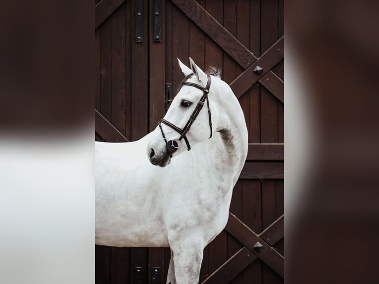 Oldenburger Springpferd Wallach 7 Jahre 173 cm Schimmel in K&#xF3;rnik