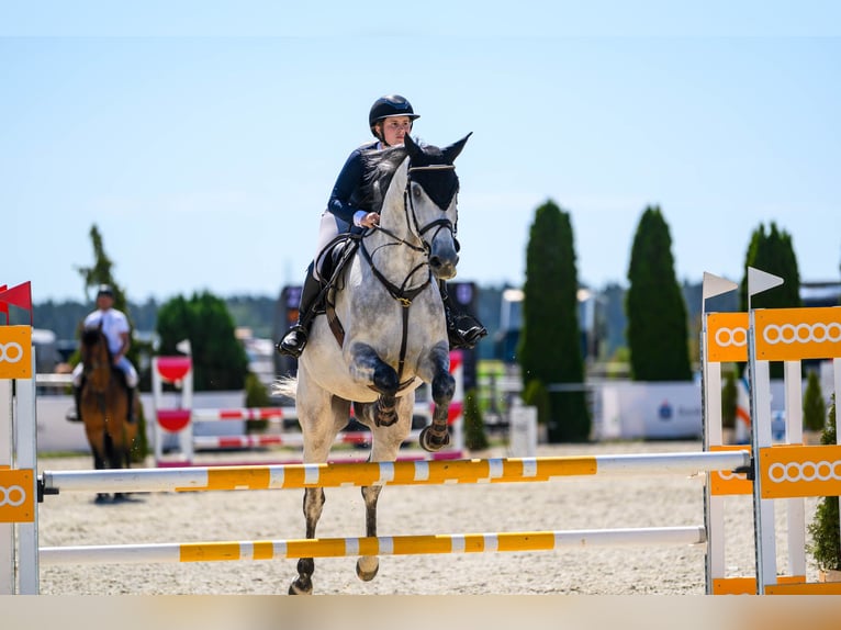 Oldenburger Springpferd Wallach 7 Jahre 173 cm Schimmel in K&#xF3;rnik