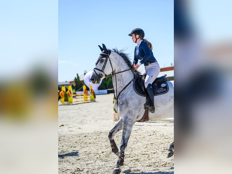 Oldenburger Springpferd Wallach 7 Jahre 173 cm Schimmel in K&#xF3;rnik