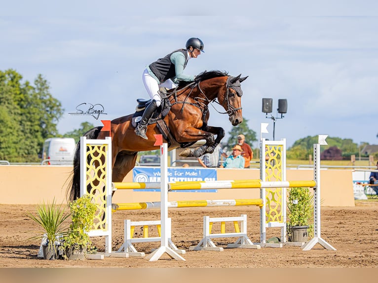 Oldenburger Springpferd Wallach 7 Jahre 175 cm Brauner in Hohen Wangelin