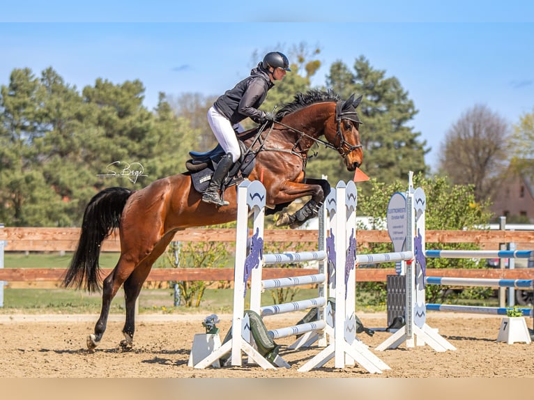 Oldenburger Springpferd Wallach 7 Jahre 175 cm Brauner in Hohen Wangelin
