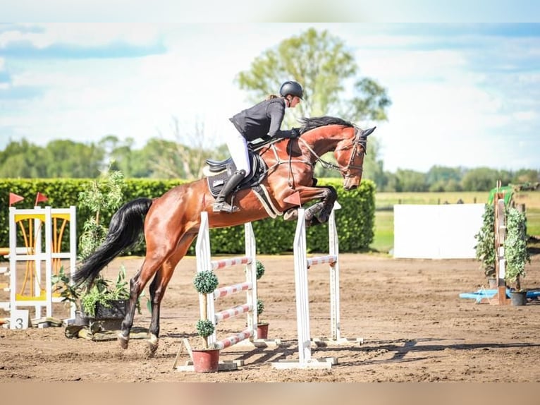 Oldenburger Springpferd Wallach 7 Jahre 175 cm Brauner in Hohen Wangelin