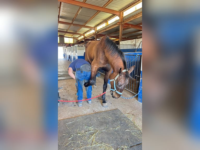 Oldenburger Springpferd Wallach 7 Jahre 175 cm Dunkelbrauner in Xabia/Javea