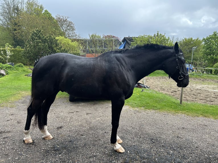 Oldenburger Springpferd Wallach 7 Jahre 175 cm Rappe in Oldenswort