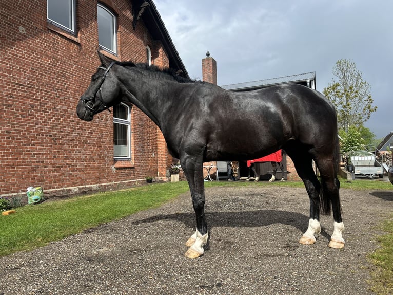 Oldenburger Springpferd Wallach 7 Jahre 175 cm Rappe in Oldenswort