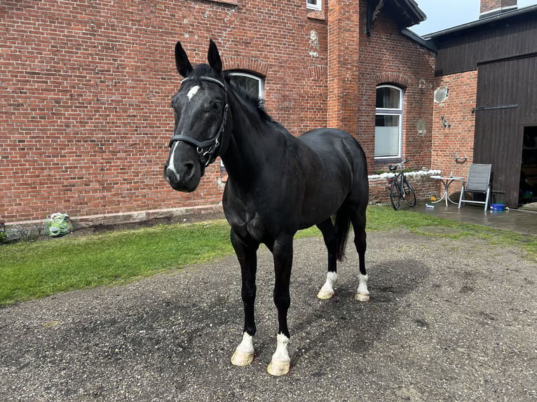 Oldenburger Springpferd Wallach 7 Jahre 175 cm Rappe in Oldenswort