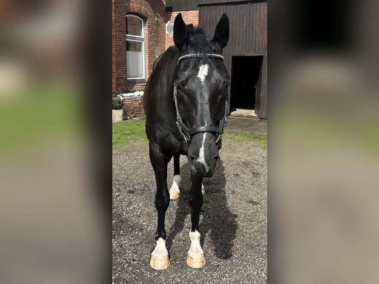 Oldenburger Springpferd Wallach 7 Jahre 175 cm Rappe in Oldenswort