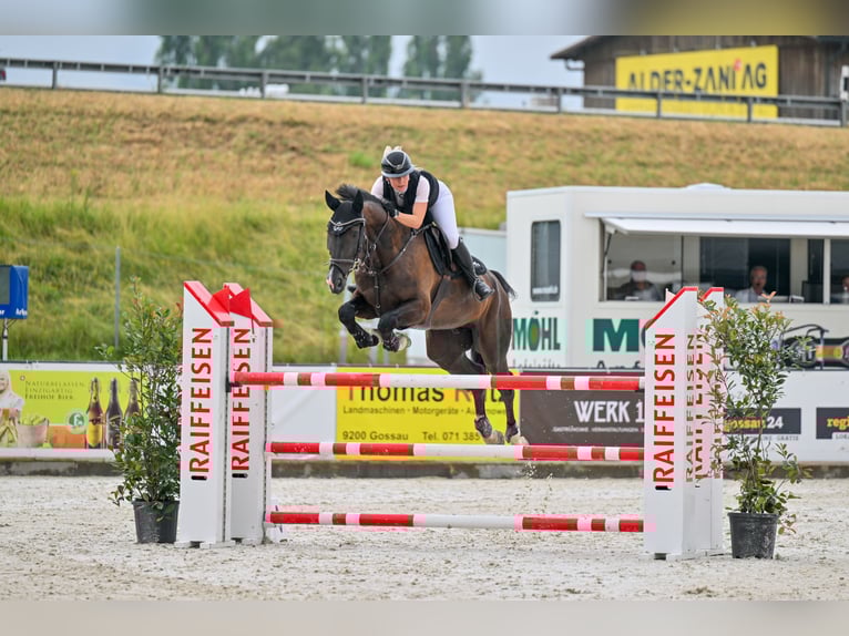 Oldenburger Springpferd Wallach 7 Jahre 175 cm Rappe in Wiesendangen