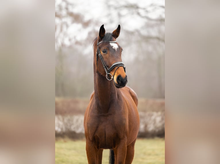 Oldenburger Springpferd Wallach 7 Jahre 175 cm Rotbrauner in Kościno