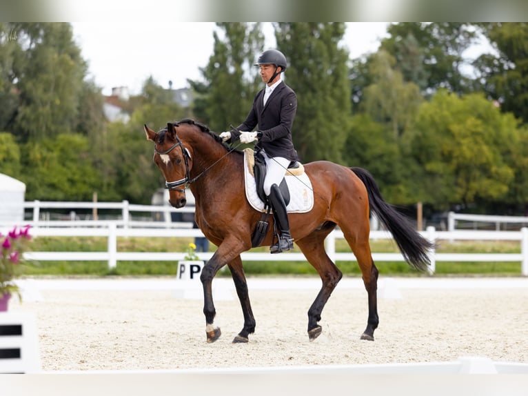Oldenburger Springpferd Wallach 7 Jahre 175 cm Rotbrauner in Kościno