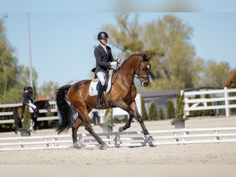 Oldenburger Springpferd Wallach 7 Jahre 175 cm Rotbrauner in Kościno