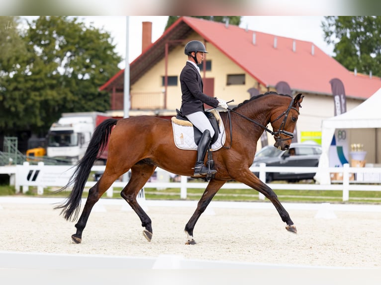 Oldenburger Springpferd Wallach 7 Jahre 175 cm Rotbrauner in Kościno